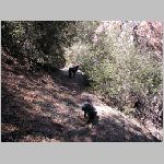 6 - Backpackin pups.jpg